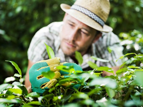 Close-up of hands planting a shrub in a residential Fulham garden